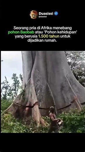 menegang pohon yang berusia 1.500 tahun