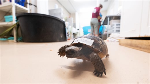 Southwest Florida's premiere wildlife hospital still recovering after Hurricane Ian