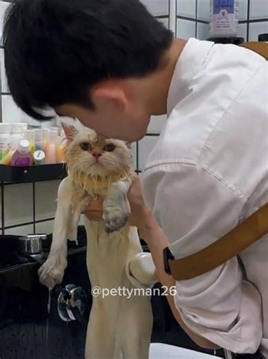 Hilarious Cat Bath Moments That Will Make You Laugh