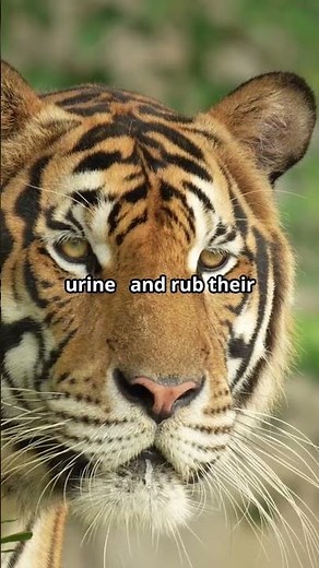 How Tigers Mark Their Territory