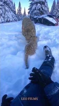 Wolves Took a Baby… But What Happened Next Will Shock You 😳 #rescue #wildlife #fyp #explorepage