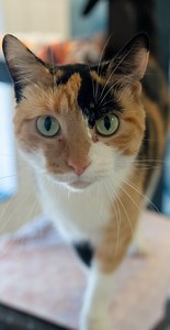 2.8K views · 40 reactions | Adding a new pet to your family is a big decision, but we’re here to help make that decision as easy as possible. To help set both you and your new pet up for success, consider these tips to prepare to adopt: 1. Make sure an animal is right for you. 2. Do your research. 3. Come for a visit. 4. Gear up. 5. Be patient in the transition. | Animal Humane Society | Facebook