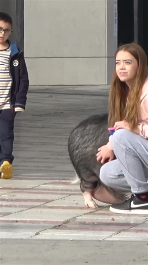 Eres un cerdo 🐷 para tu amig@ cerdo #pig #prank #humor | Didac Ribot