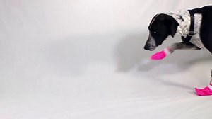 Dog Booties Measuring Tips