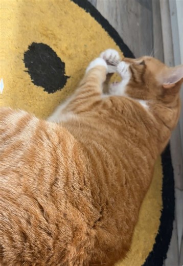 Just flossing #fyp #cat #orangecat #floss