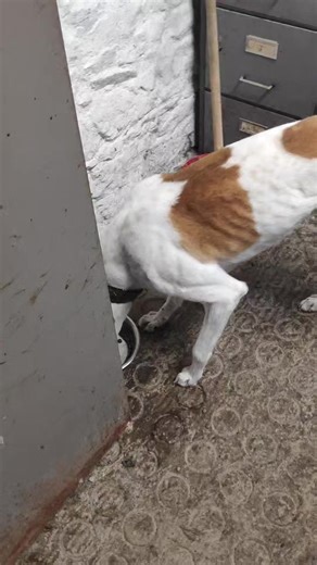 We were asked where are the rest of our dogs. Here are some and more to follow | Great Hounds in Need