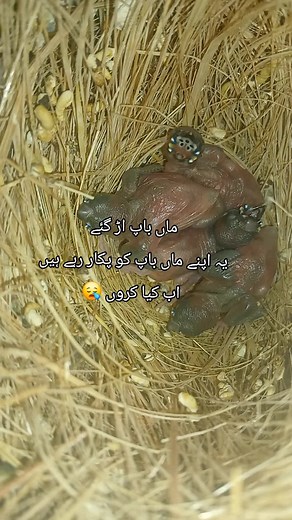 Caring for Baby Finches in an Aviary