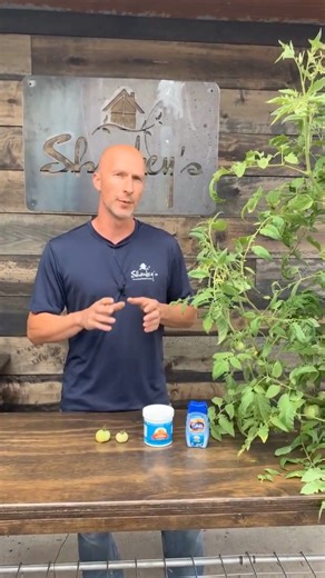 How to prevent Blossom End Rot in your tomatoes. You can find calcium carbonate (antacid) here: https://amzn.to/3Urx9XX | Sharkey's Greenhouses