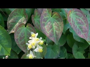 How to Grow Epimedium