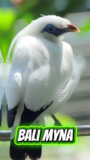 Bali myna