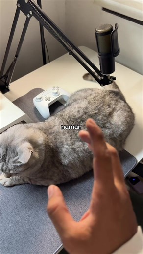 Essential Setup Tips for Cat Owners