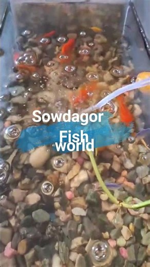 Aquarium Fish Dancing 🐟💃 | Colorful Fish Funny Moves | YouTube Shorts