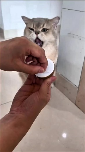 Happy Cat Moments: Funny Cat Smiles and Cute Reactions