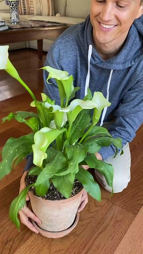 Bringing Greenery to Your Home: Calla Lily Care Tips