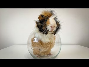 Guinea Pig's Fails Summer Compilation. The Cutest Moments!