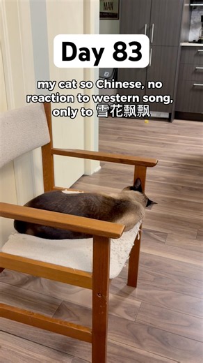 A True Chinese Cat 🐈🇨🇳