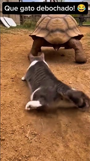 Gato imita tartaruga perfeitamente e a internet não aguenta 😂🐢🐱 #viral #humor #funny #shorts
