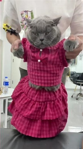 Blue Cat's Crop Top Dance Challenge: Does It Flatter Me? Fashion Dance Style