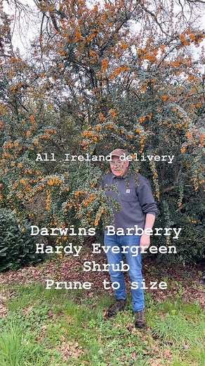 Darwin’s Barberry is a hardy evergreen shrub that thrives with very little care . Prune to size that you need .Planting time is from now . Available in webshop https://pergolanurseries.ecwid.com ALL IRELAND DELIVERY 🚚 (32 Counties) WEBSHOP https://pergolanurseries.ecwid.com Pergola Nurseries Garden, Virginia,Co Cavan A gardeners oasis of quality plants Open Tuesday to Saturday 10.3060 Open Sundays #2-6 | Pergola Nurseries Garden Corner