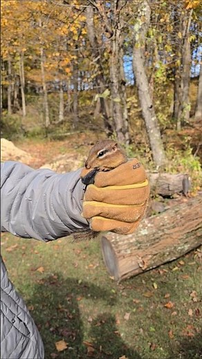 chipmunk rescue