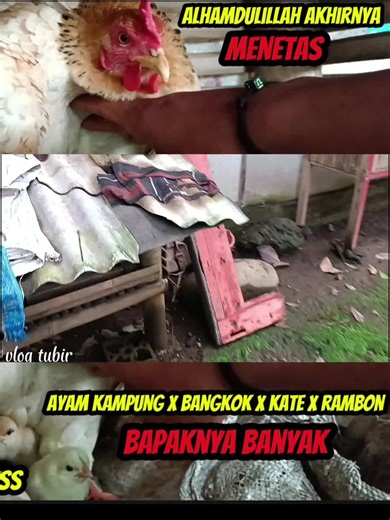Kumpulan Video Ayam Lucu dan Budidaya Ayam Kampung