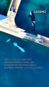 2.5M views · 17K reactions | Depuis la fermeture de Marineland à...