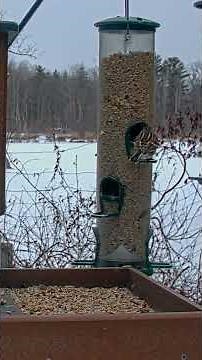 Northern Cardinals Adorn The Cornell Feeders Like Ornaments At Dusk