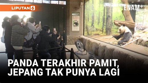 Panda Terakhir di Jepang Akan Kembali ke China Januari 2026 | Liputan6