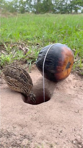 Creative Quail Trap Using Palm Fruit & Hole #shorts