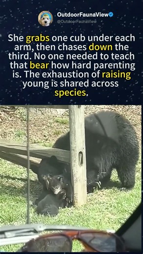 Mama Black Bear Tries To Herd 3 Wild Cubs 🐻#BlackBear #Wildlife#foryou #fyp #animals #funny