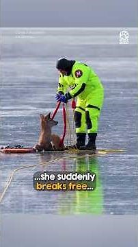 Terrified deer learns to trust her rescuer 🥹❤️