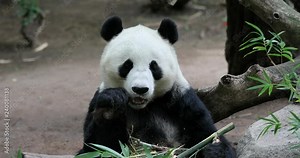 Chinese Panda Bear eating bamboo branches. The giant panda black and white from mountains of central China. Bred and captive internationally at zoos. Diet is primarily herbivorous, mostly bamboo. Stock Video