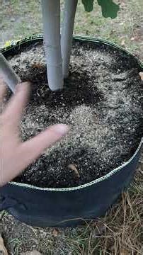 Fig tree soil amendment