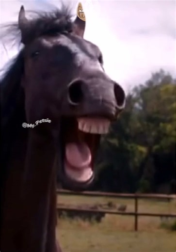 Funny Farm Life: Cows Responding to Their Names