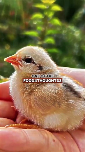 Joe Rogan GETS REVENGE on Coyote For Eating His Chickens #shorts