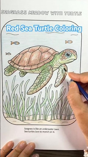 Sea Turtle Coloring