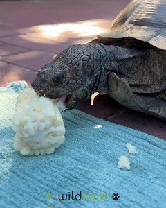 It’s National Reptile Awareness Day so we’d like to shine the spotlight on one of WildCare’s ambassador animals and everyone’s favorite reptile: Mohave the California Desert Tortoise! We are celebrating in Mohave’s own love language — food! His favorite treats are sweet corn on the cob, juicy watermelon, and tasty, colorful flowers like dandelions and roses. In the wild, these herbivorous tortoises mostly eat a simple diet of cactus, native grasses, and wild herbs. As a Marin tortoise, Mo has de