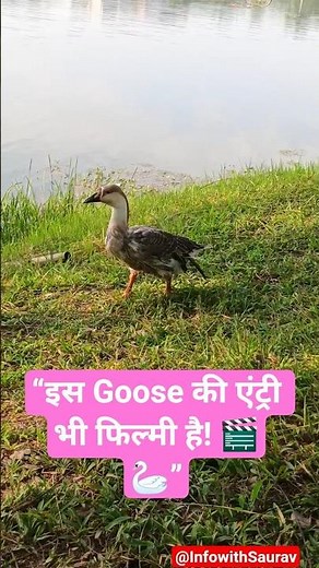 Goose Walking with Funny Sounds 🦆| Cute Bird Moments #goose #birds #birdsounds #infowithsaurav