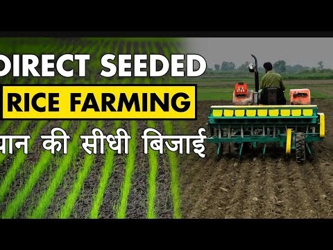Paddy cultivation | By DSR method | Direct sowing of paddy | DirectSeeding