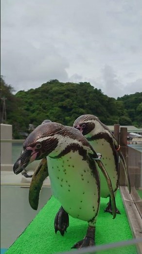 【下田海中水族館】R8.7.5 ペンギンさんの大行進@下田海中水族館‪@shimodaaquarium4k75‬