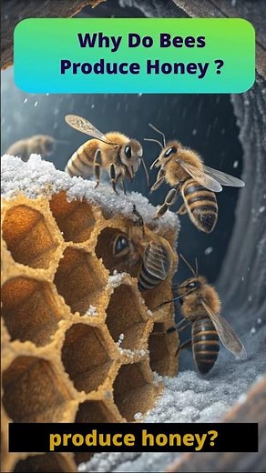 Why Do Bees Make Honey? | Amazing Secrets of Honey Production