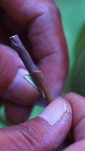 5.2K views · 35 reactions | Grafting Fruit Tree Seedlings #apple #graftingtechniques | GraftingPlants | Facebook