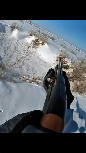 Заяц найден! Настоящая русская охота #rabbit_hunting #hare_hunting #russian_hunting #hunting_russin