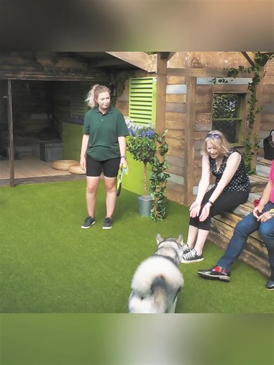 #thedoghouse #Rescue #Soothingdog #fyp #dog