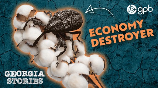 | How the Boll Weevil and Drought Led to Hard Times in Georgia