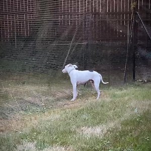 3.3K views · 37 reactions | This is how our dig guard stops dogs from digging under the fence. Get your DIY dog fence at petplaygrounds.com. Monthly financing available.  | PetPlaygrounds | Facebook