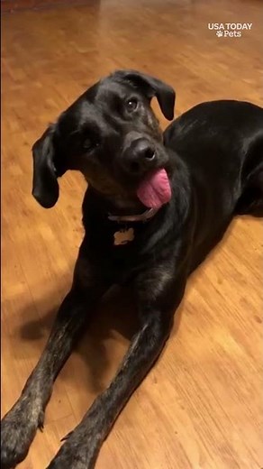Dog breaks world record with longest tongue
