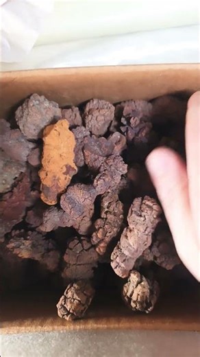 Fossilized dinosaur turtle poop #fossil #dinosaur #rock