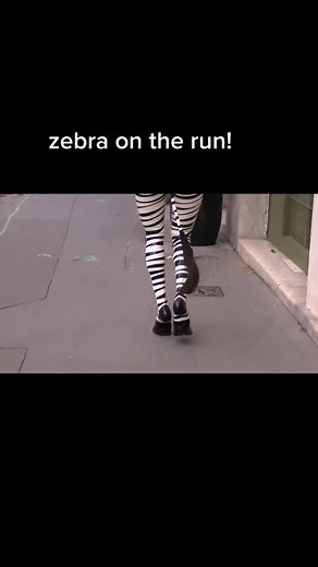Furry Latex Pony Girl in Rubber Zebra Suit