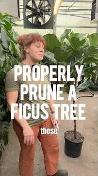 How To Properly Prune Your Ficus Tree! #shorts